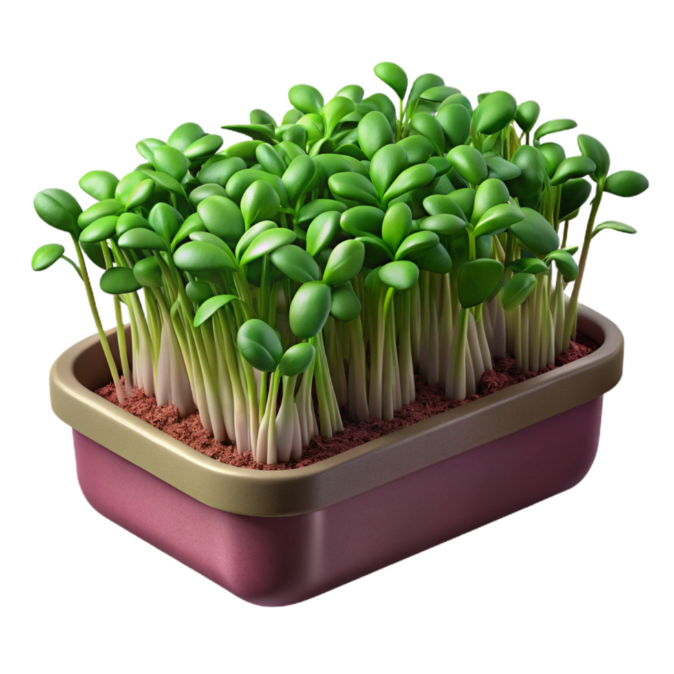 stunning rustic Microgreens in Growing Tray Transparent Background high quality png
