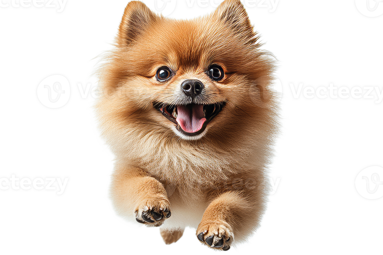 Happy Pomeranian dog jumping with joy in open space png