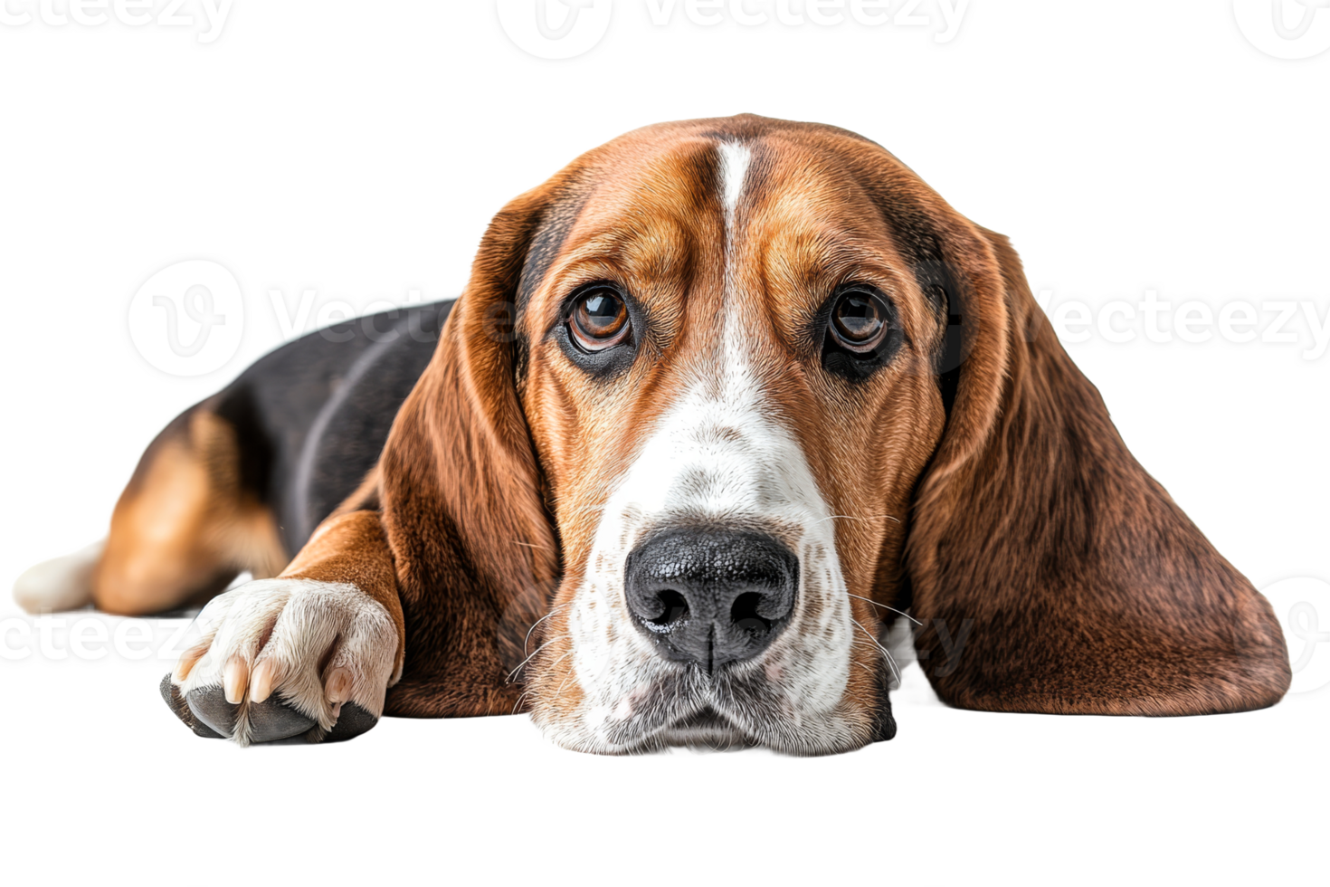 Beagle lying down on a transparent background png