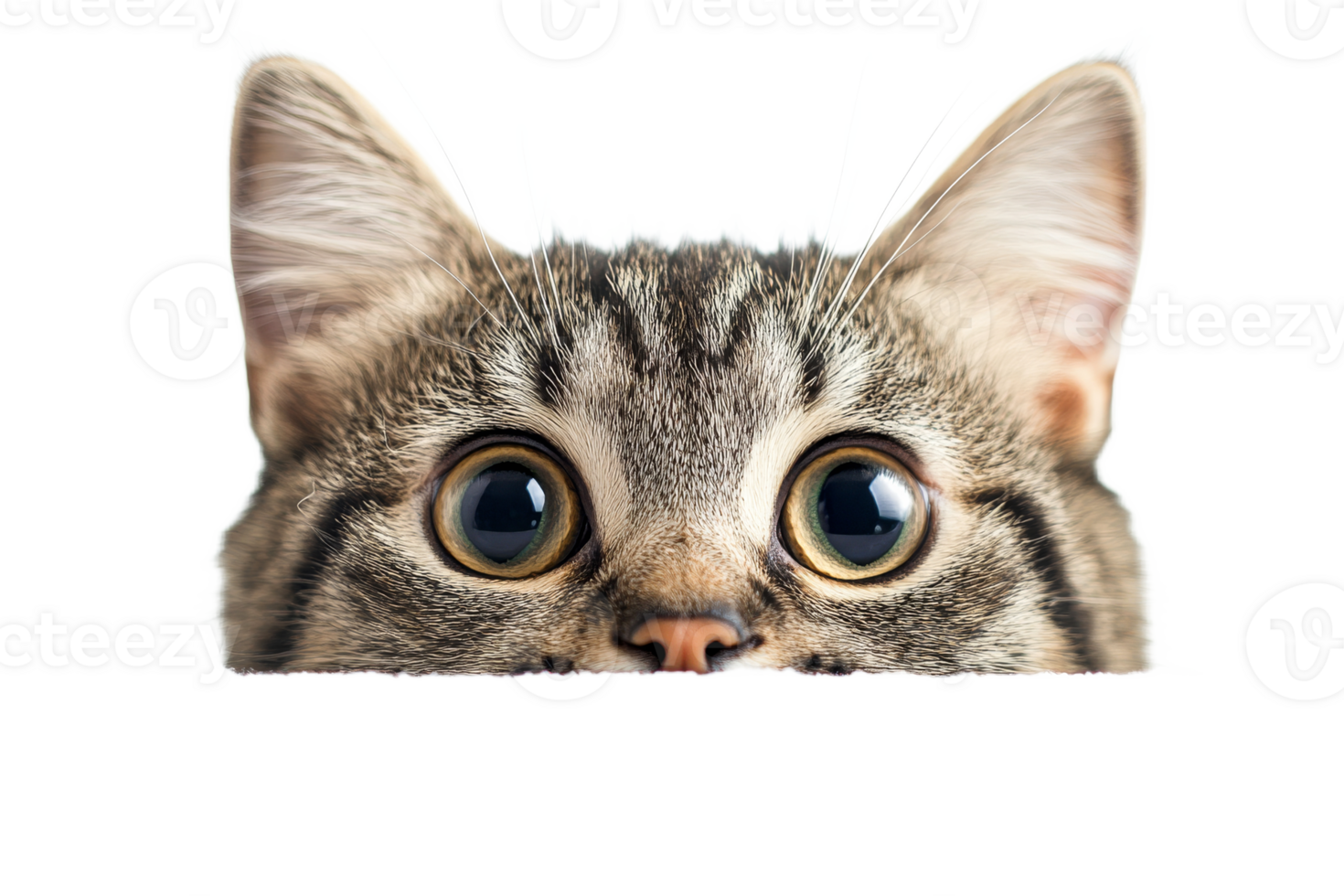 Curious cat peeking over a surface with big eyes png