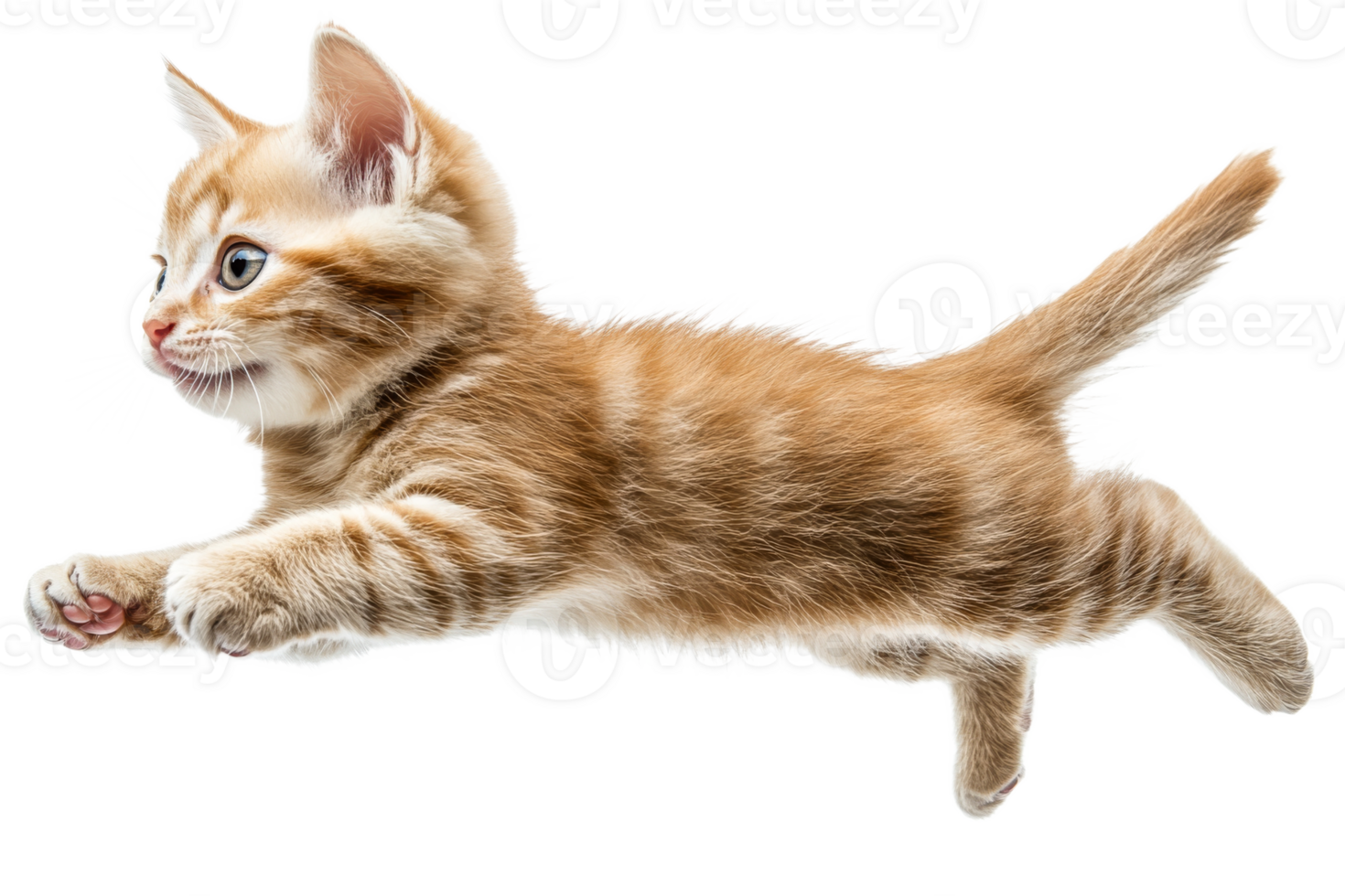 Playful orange kitten jumping on a transparent background png