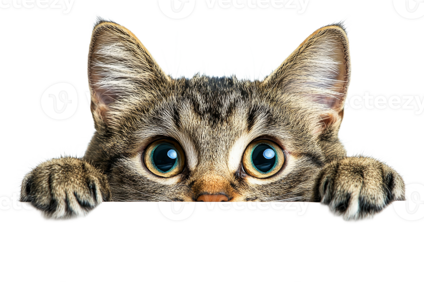 Curious cat peeking over a surface with wide eyes png