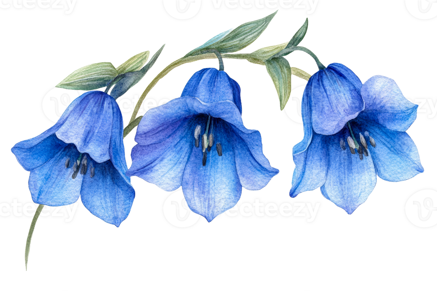Beautiful blue bellflowers on transparent background png