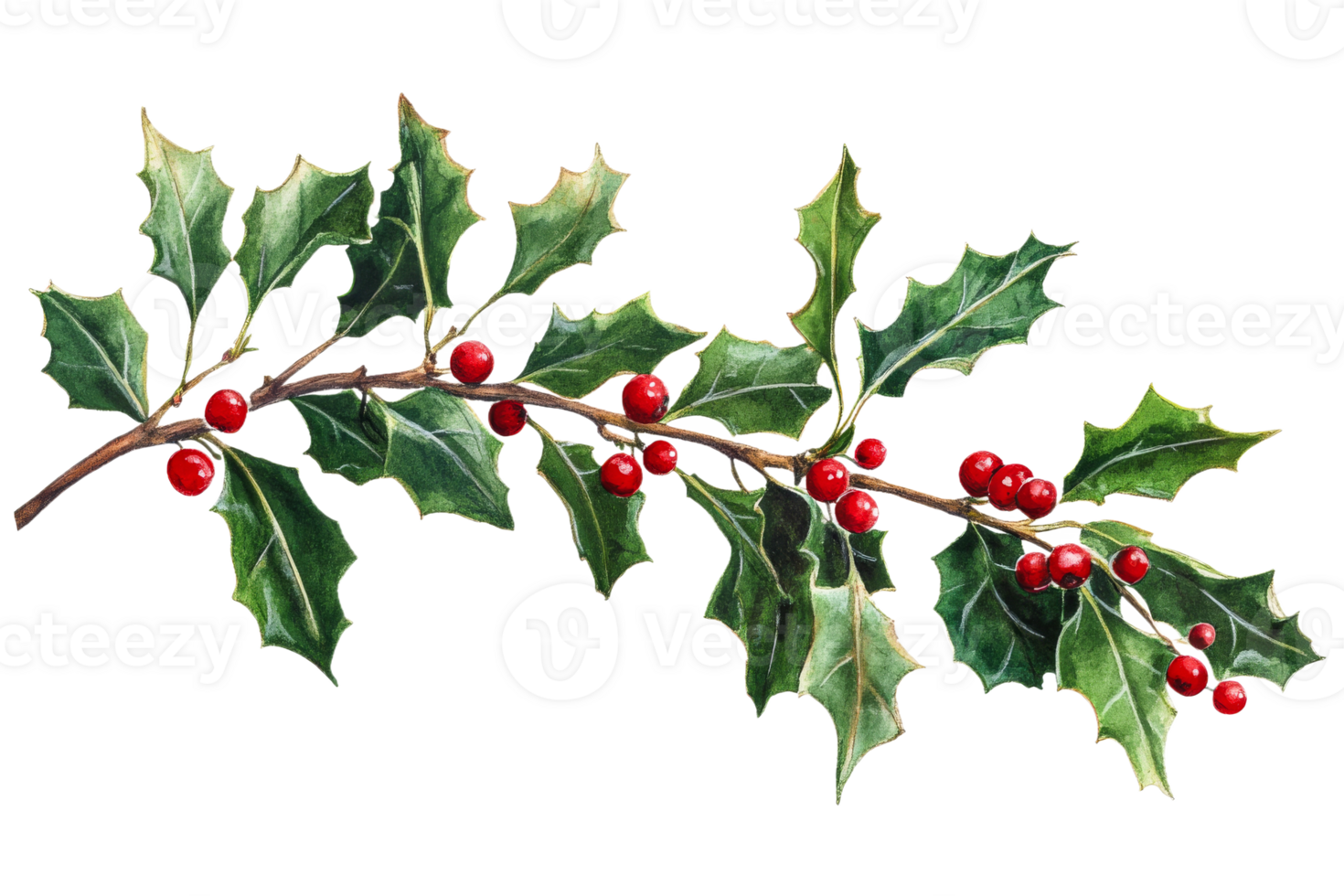 Holly branch with berries on transparent background png
