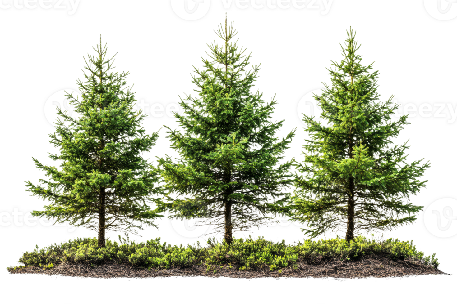 Three evergreen trees on a transparent background png