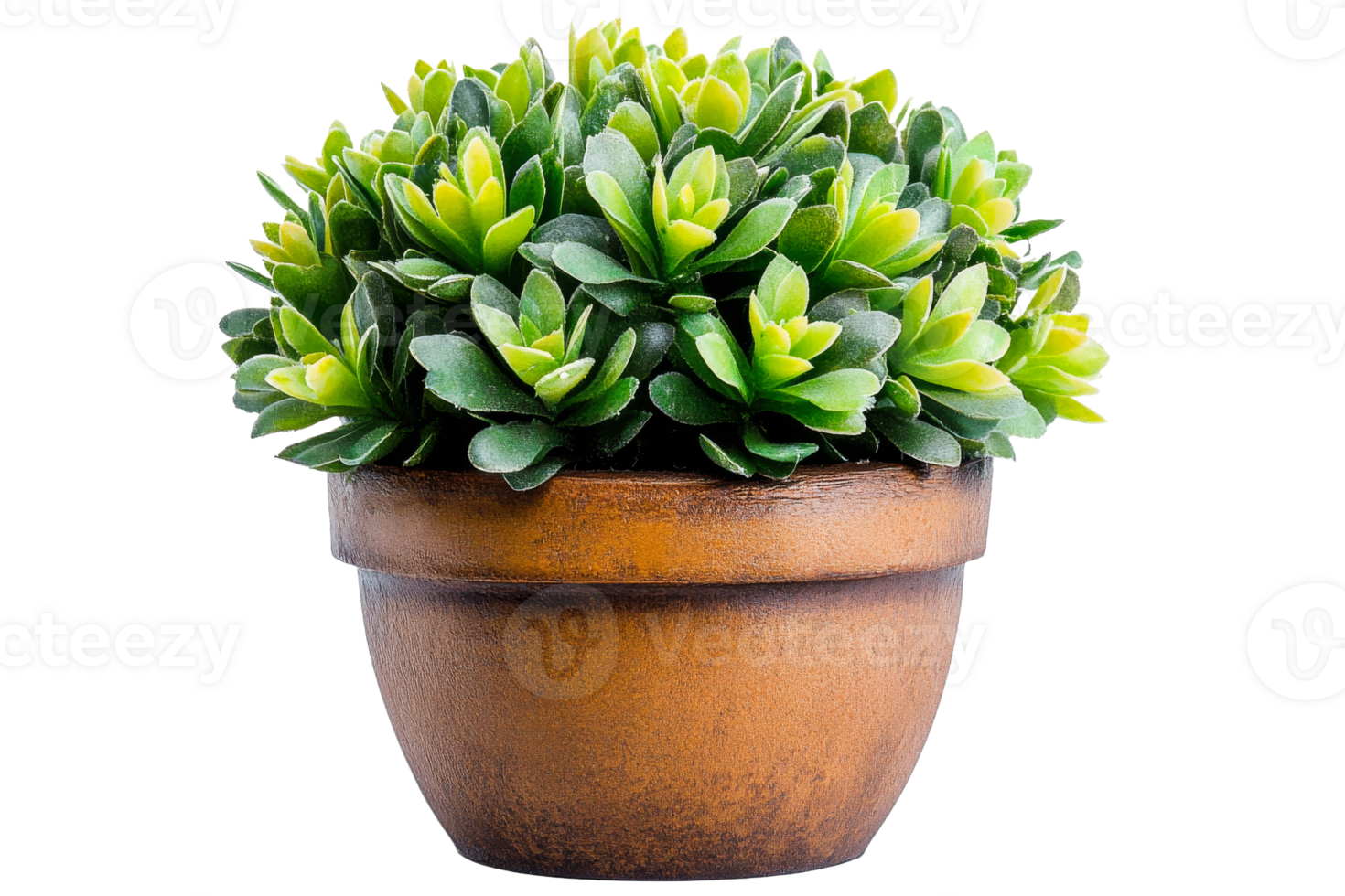 Decorative plant in brown pot with vibrant green leaves png