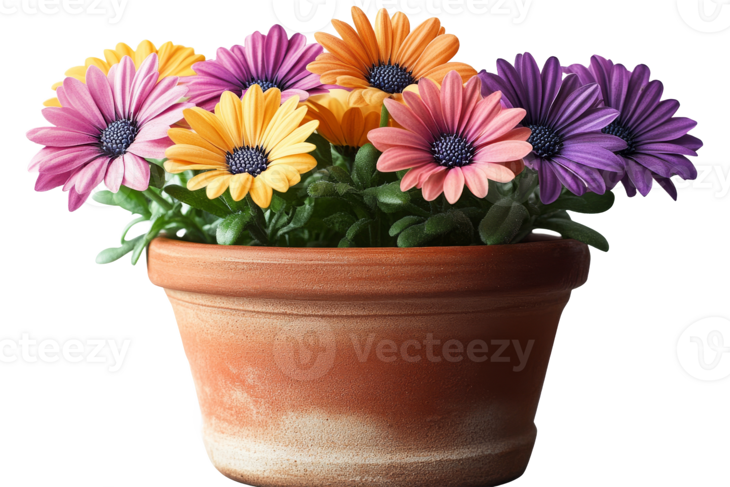 Colorful daisies in a terracotta pot enhance decor png