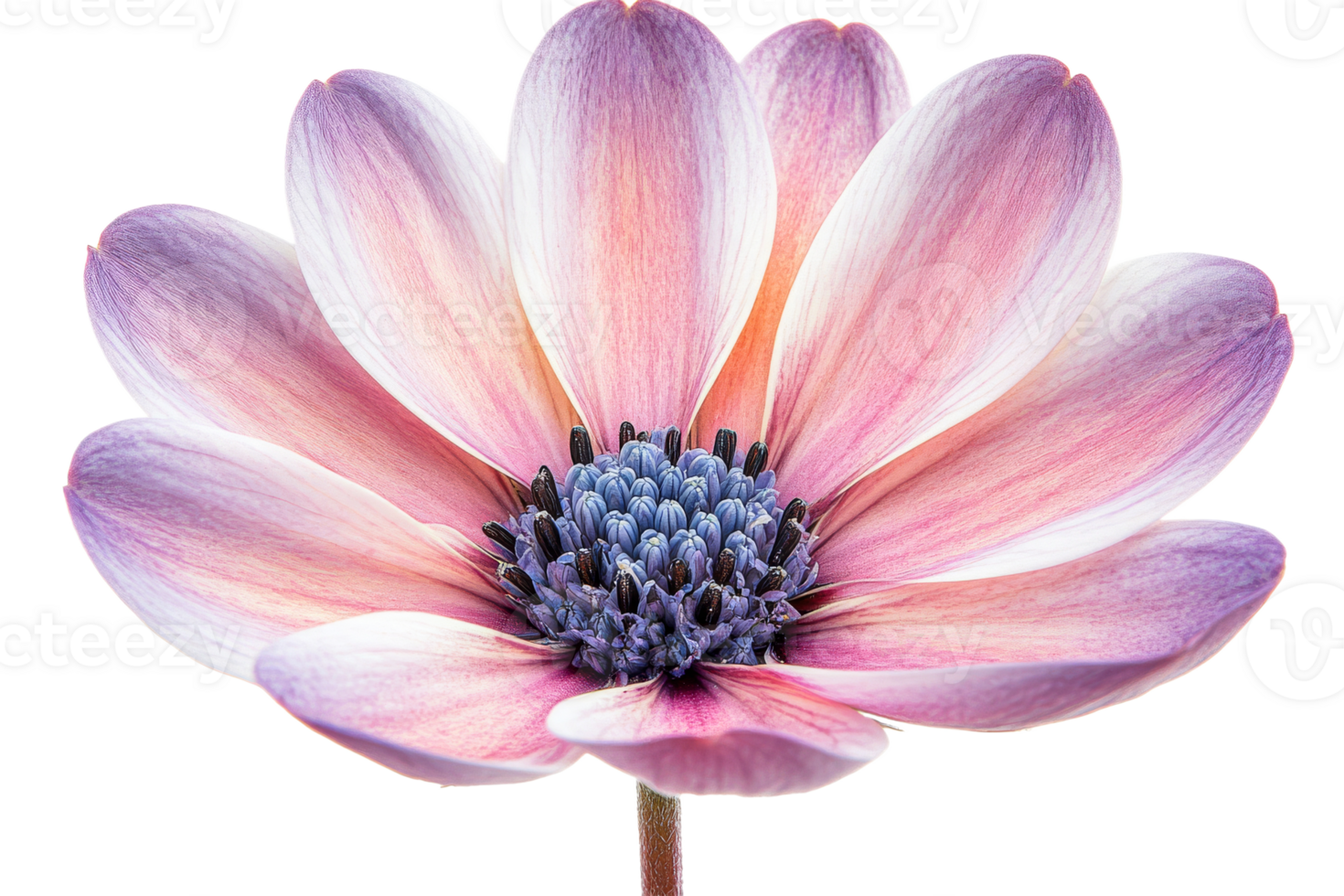 Beautiful pink flower with transparent background png