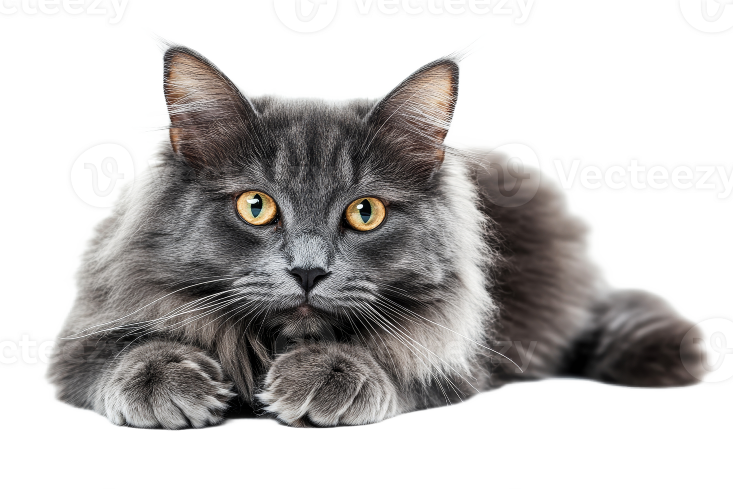 Gray cat with golden eyes on clear background png