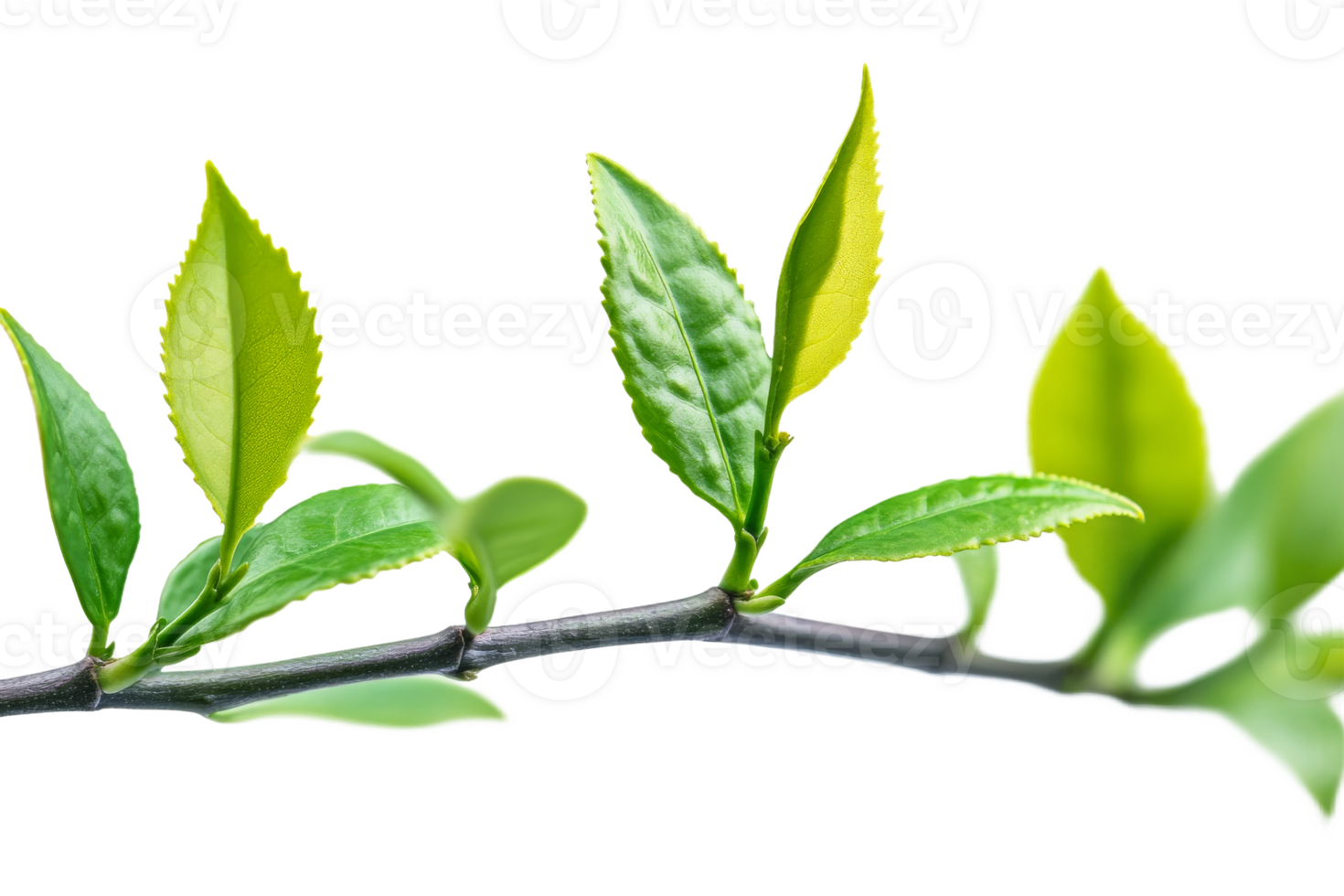 Fresh green tea leaves on branch with transparent background png