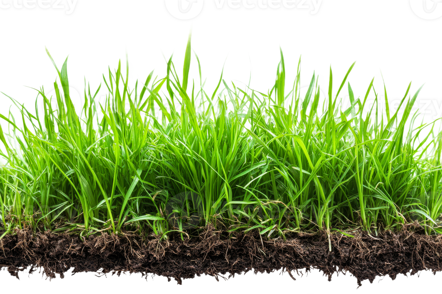 Green grass on rich soil, clear background png