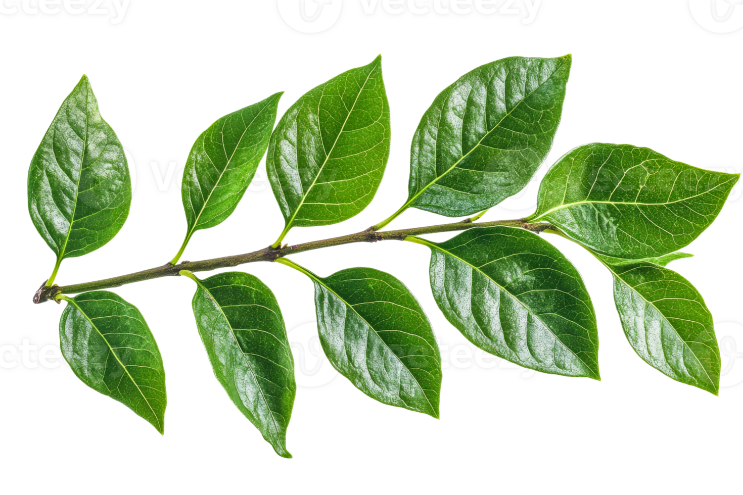Fresh green leaves on a stem with a transparent background png