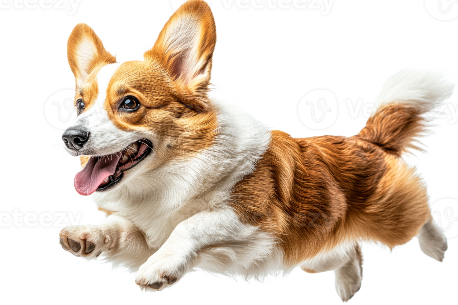 Corgi joyfully leaping in a playful moment png