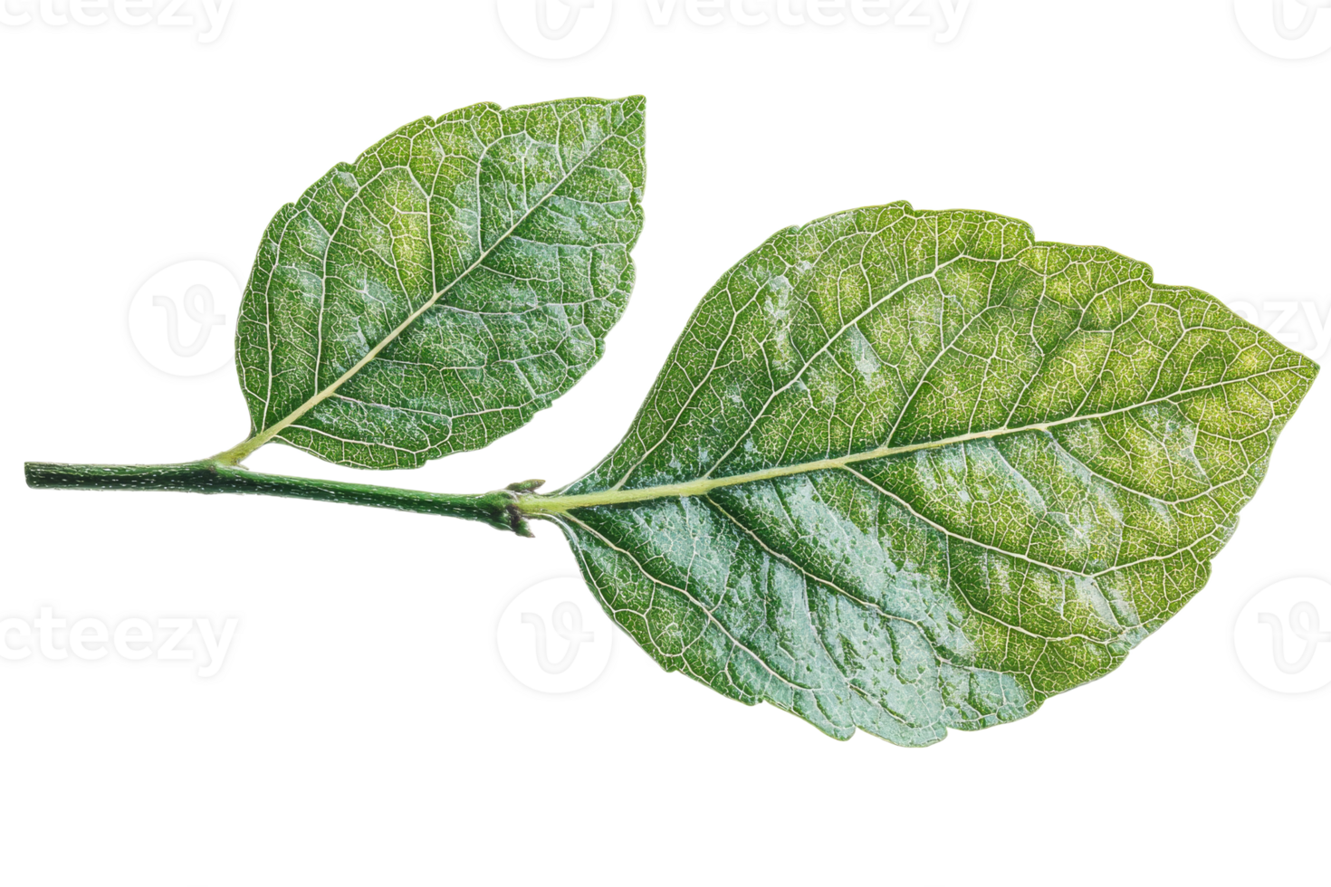 Green leaves on a branch against a transparent background png