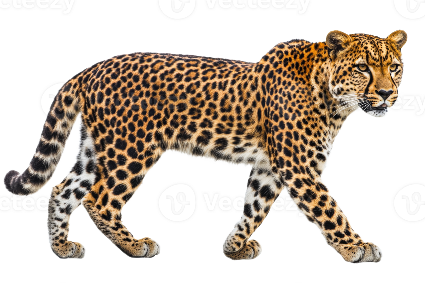 Leopard walking gracefully with vibrant fur pattern png