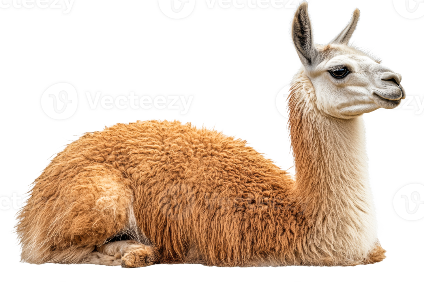 Llama resting peacefully on a transparent background png