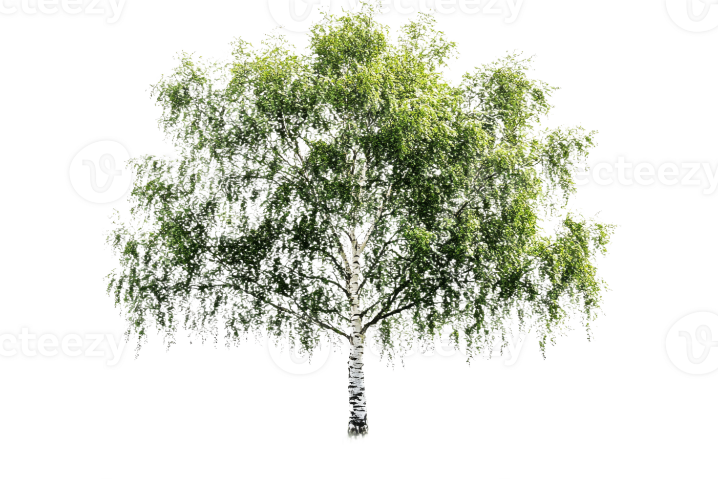 Green birch tree with transparent background for design png