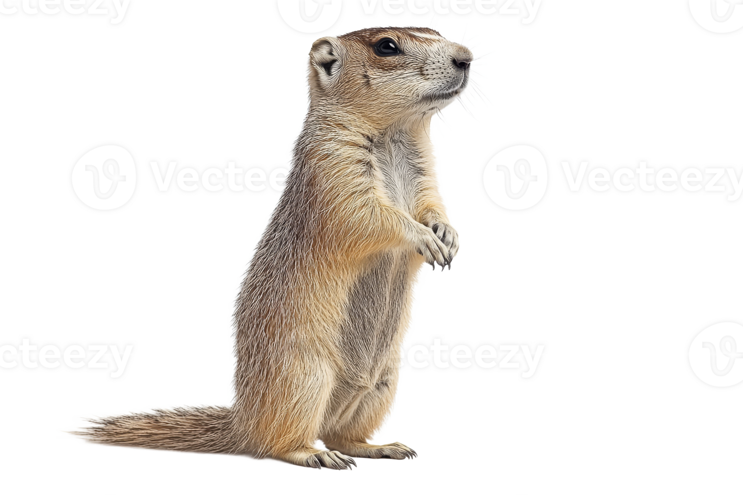 Small mammal standing upright with a curious expression png
