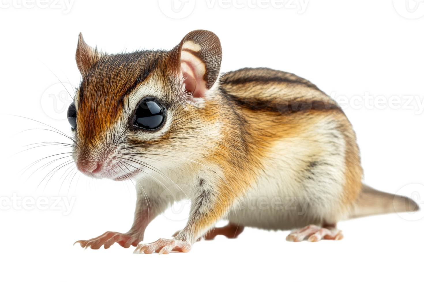 Chipmunk with striking features on a clear background png