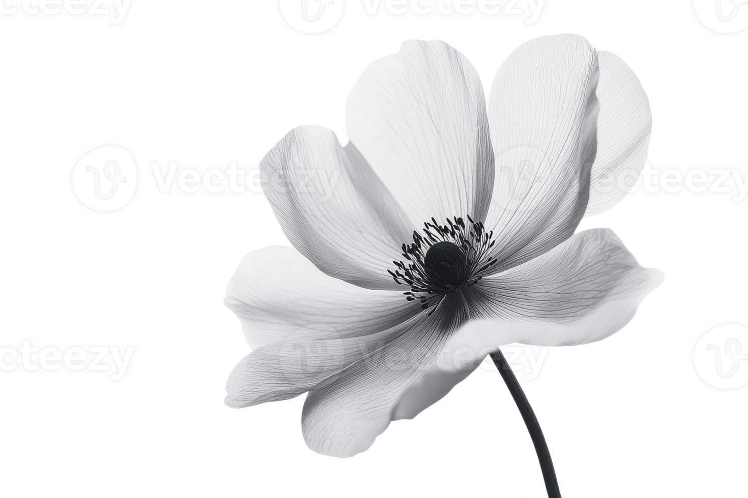 Elegant black and white flower with transparent background png