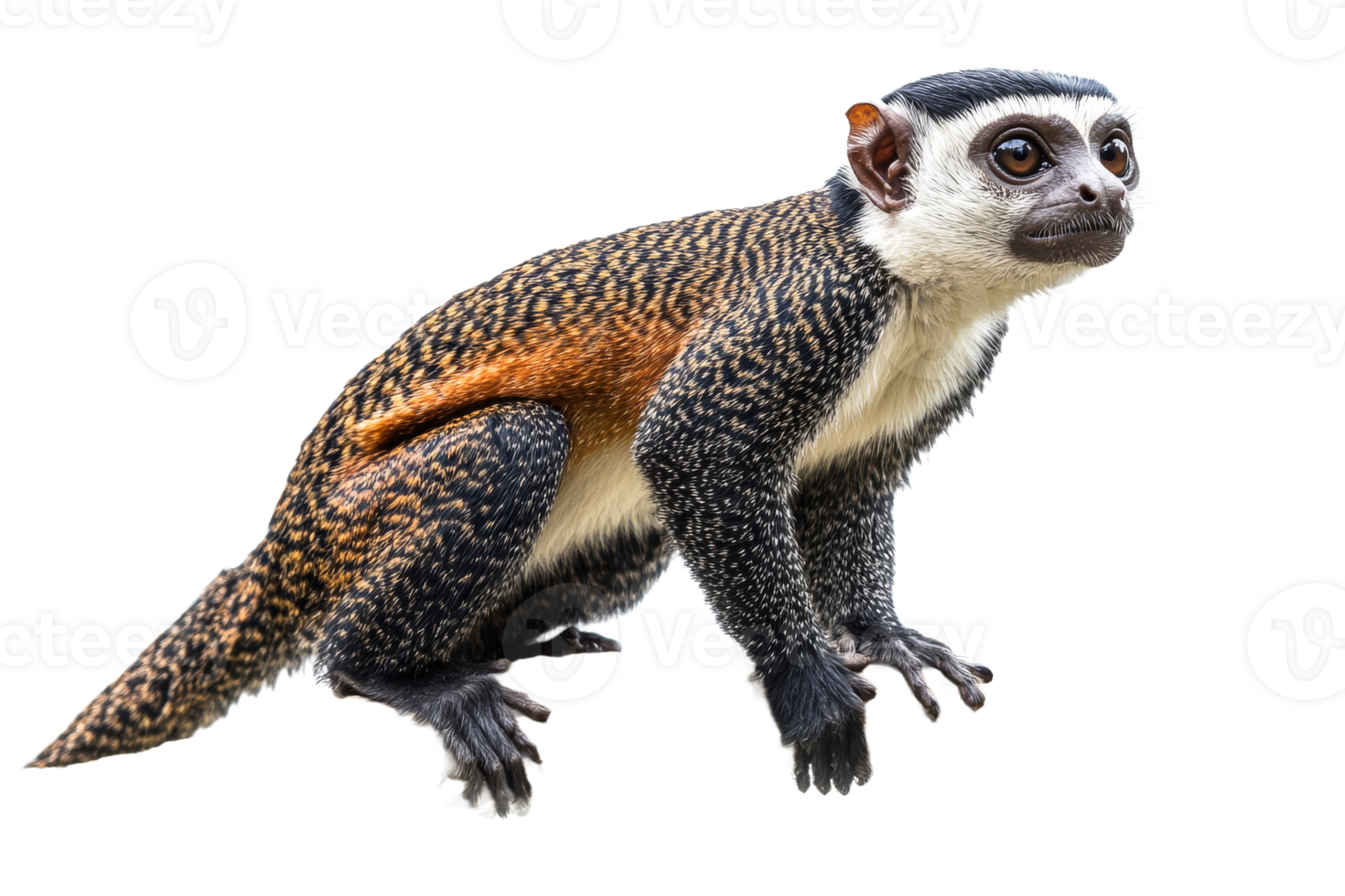 Curious monkey on transparent background png