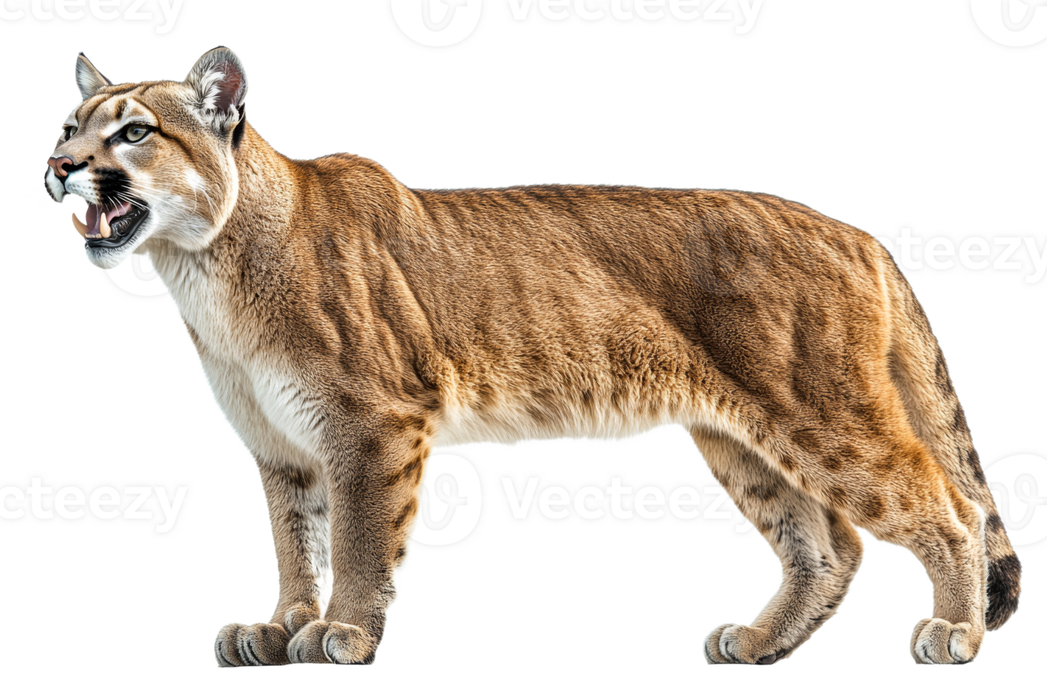 Cougar standing fiercely on a transparent background png