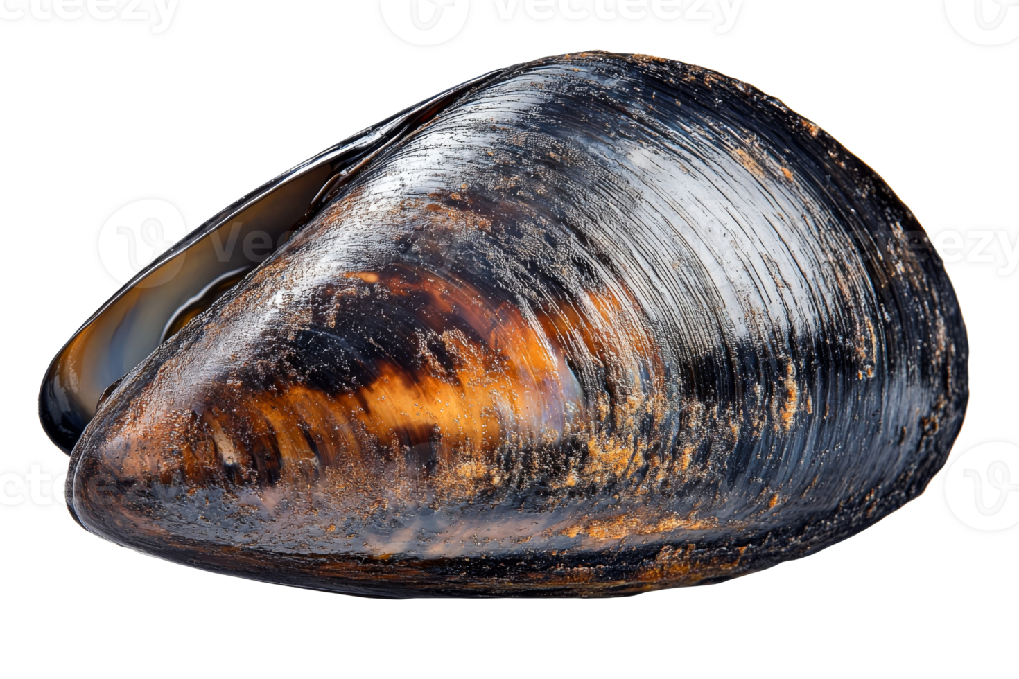 Close up view of a black mussel shell with details png
