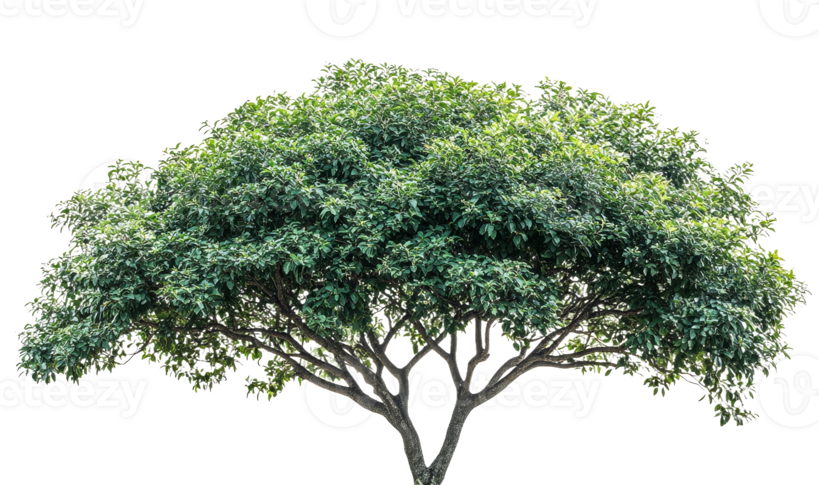 Lush green tree with dense foliage on a clear background png