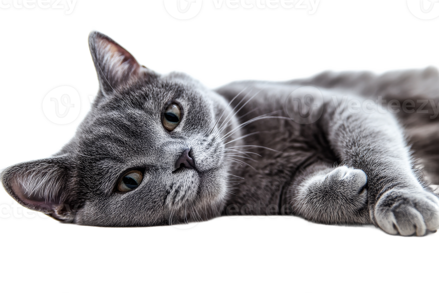 Gray cat resting on a smooth surface with calm expression png