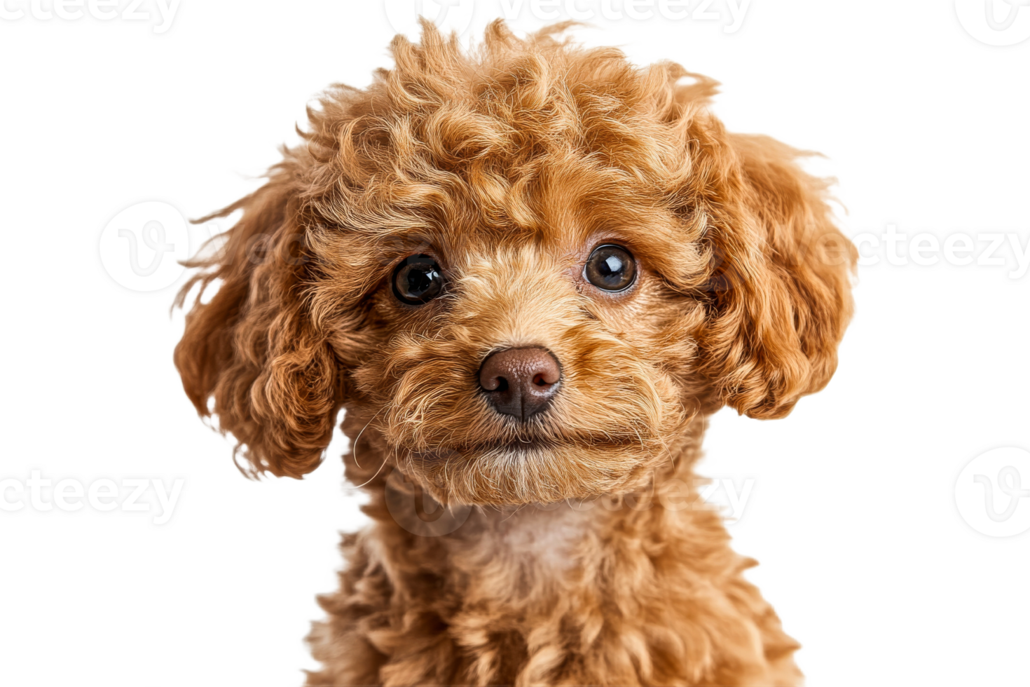 Playful curly haired dog with bright eyes png