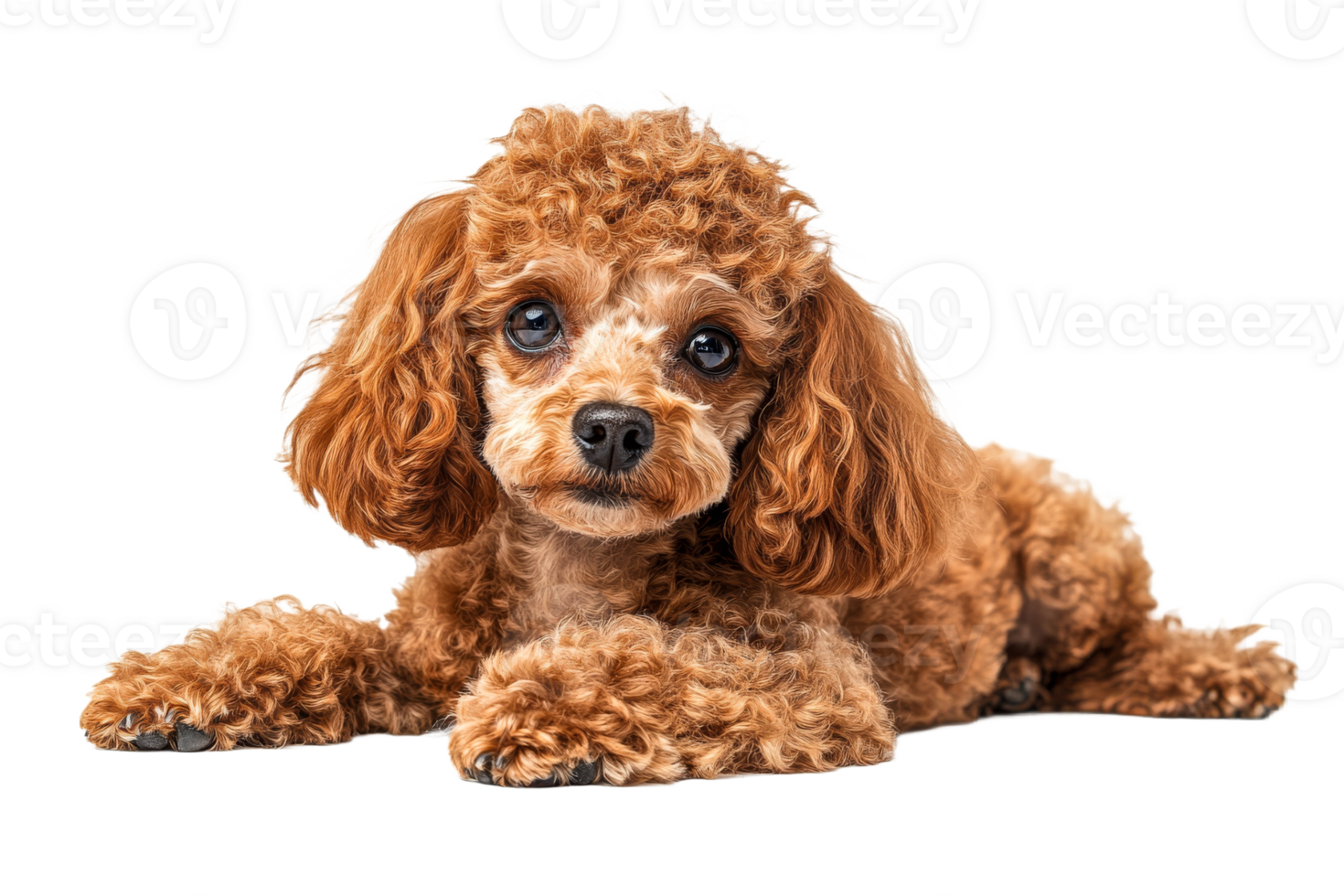 Cute brown poodle puppy resting on a soft surface png