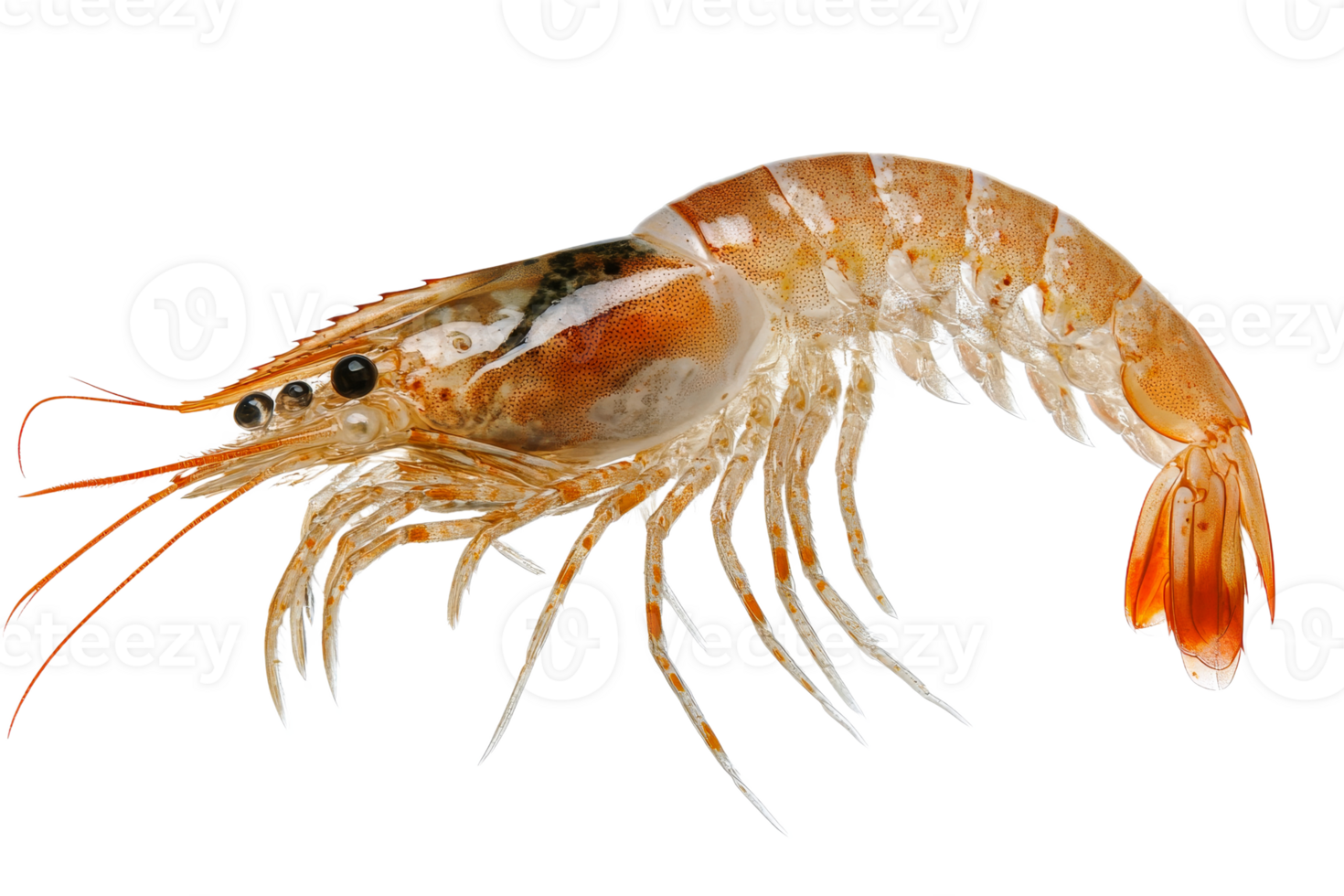 Shrimp with intricate details captured in clear focus png