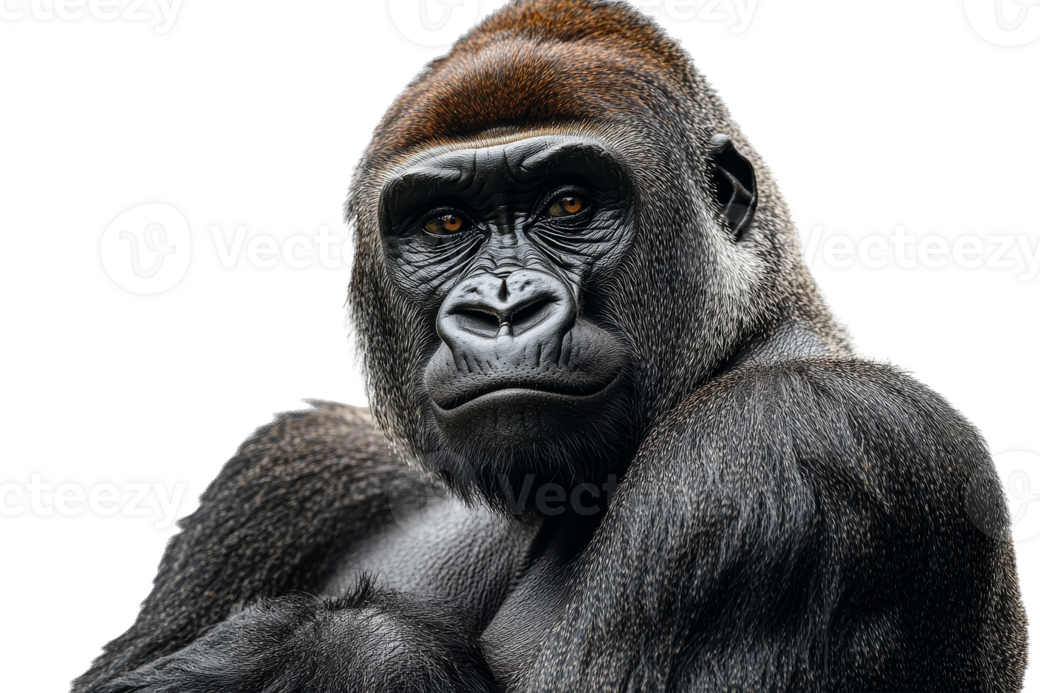 Gorilla gazing with intensity against transparent background png