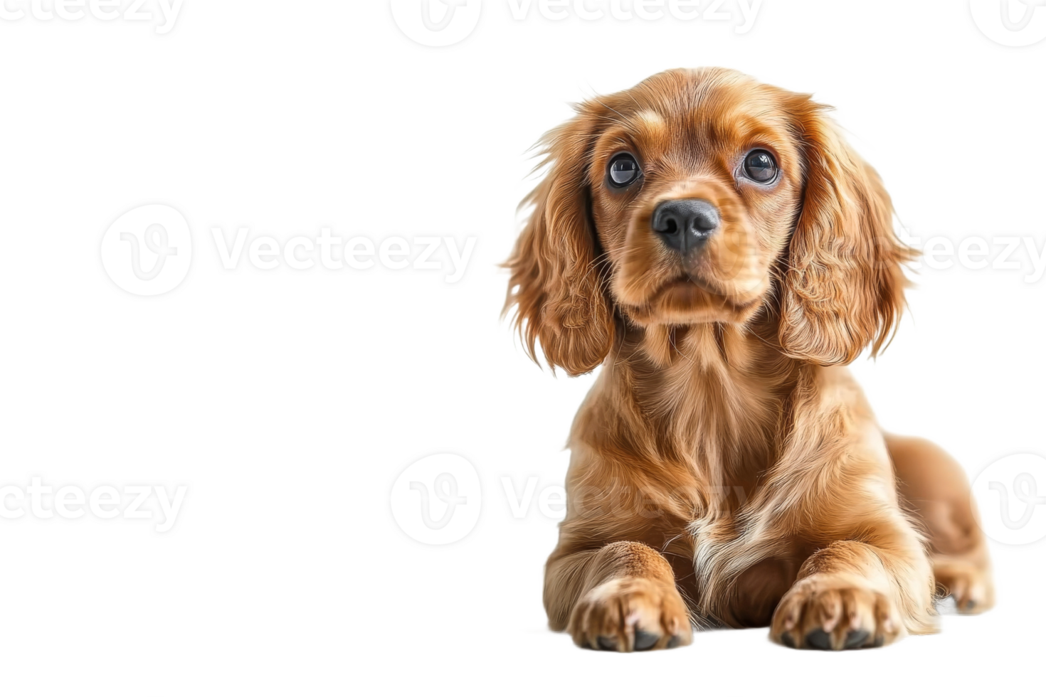 Cute puppy laying on a transparent background png