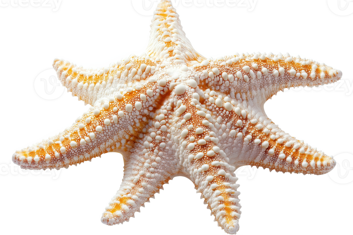 Vivid starfish texture on transparent background png