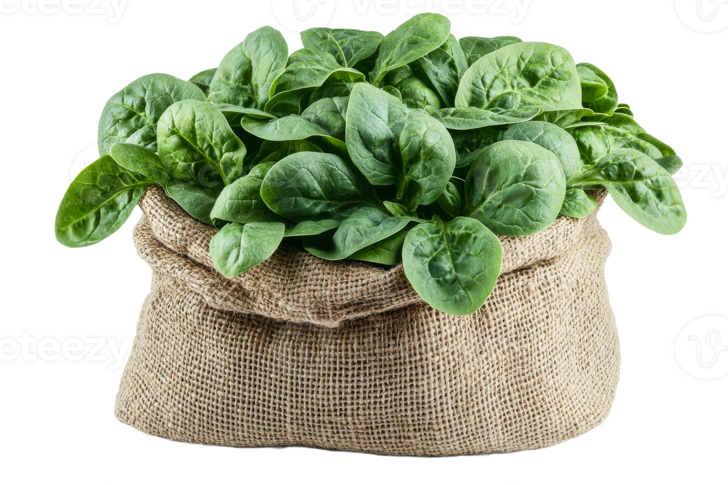 Fresh spinach in a burlap bag on a transparent background png