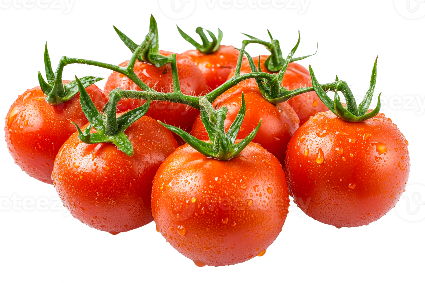 Freshly picked tomatoes with water droplets on vines png