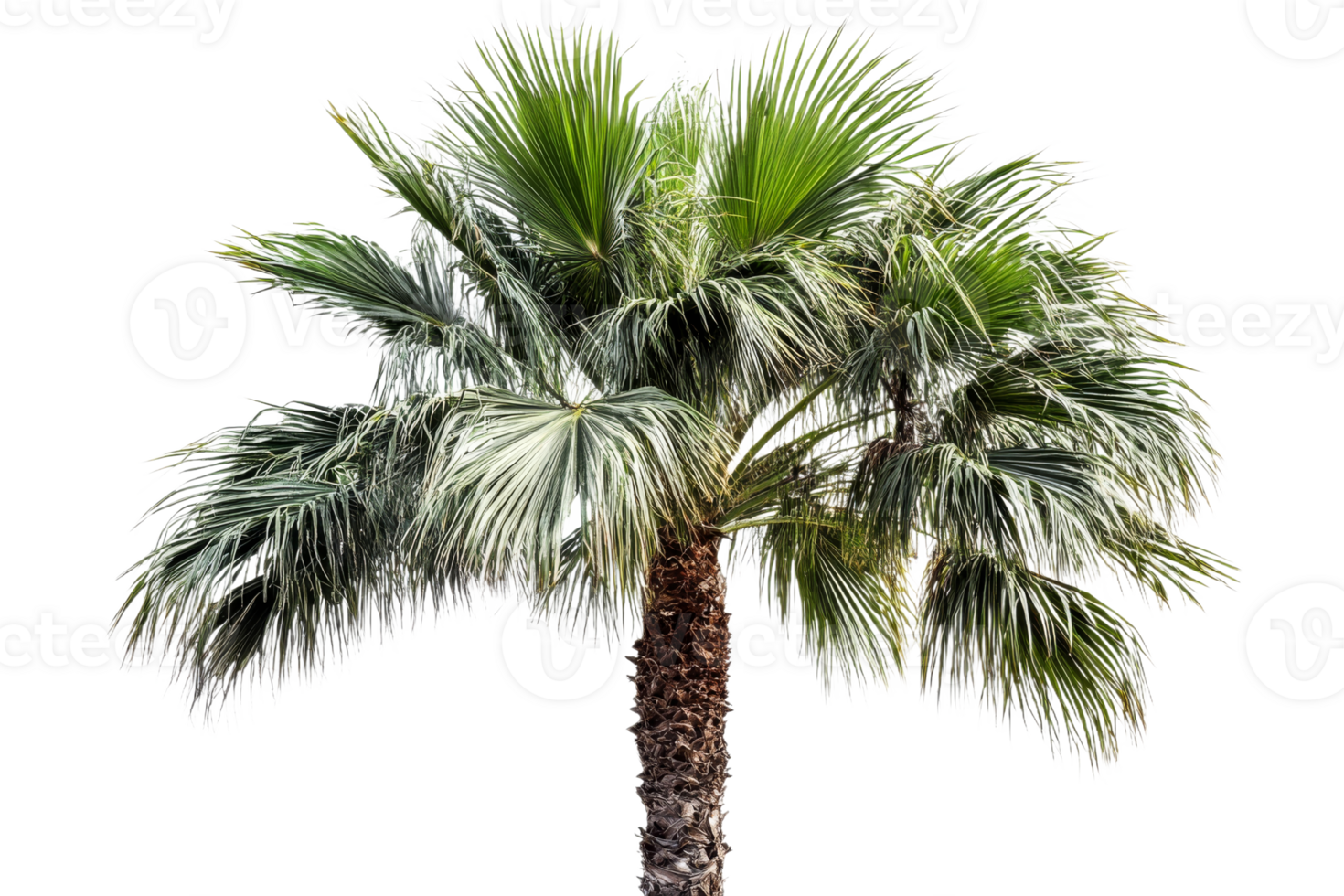 Lush palm tree with vibrant green fronds and trunk png
