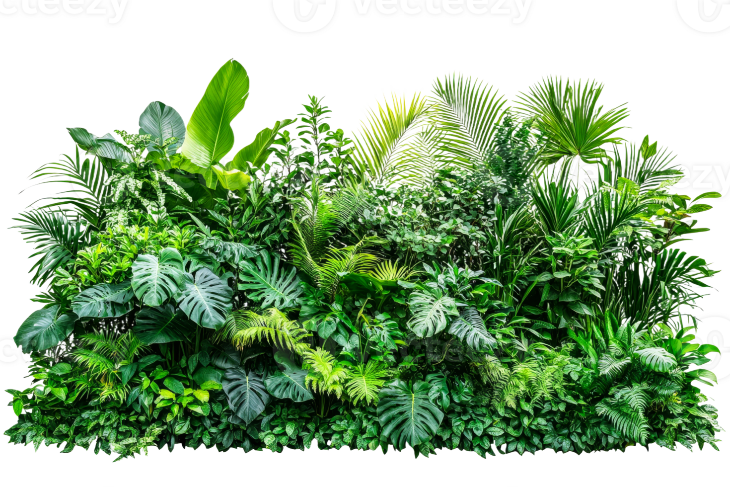 Lush tropical greenery with diverse plant species png
