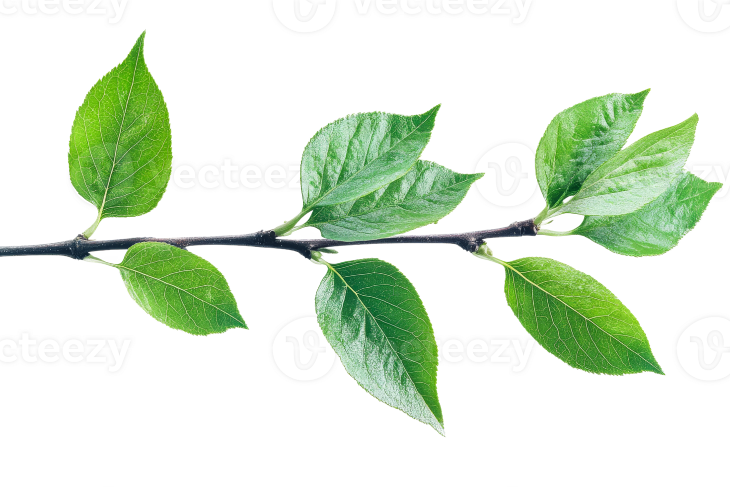 Fresh green branch on a clear background png