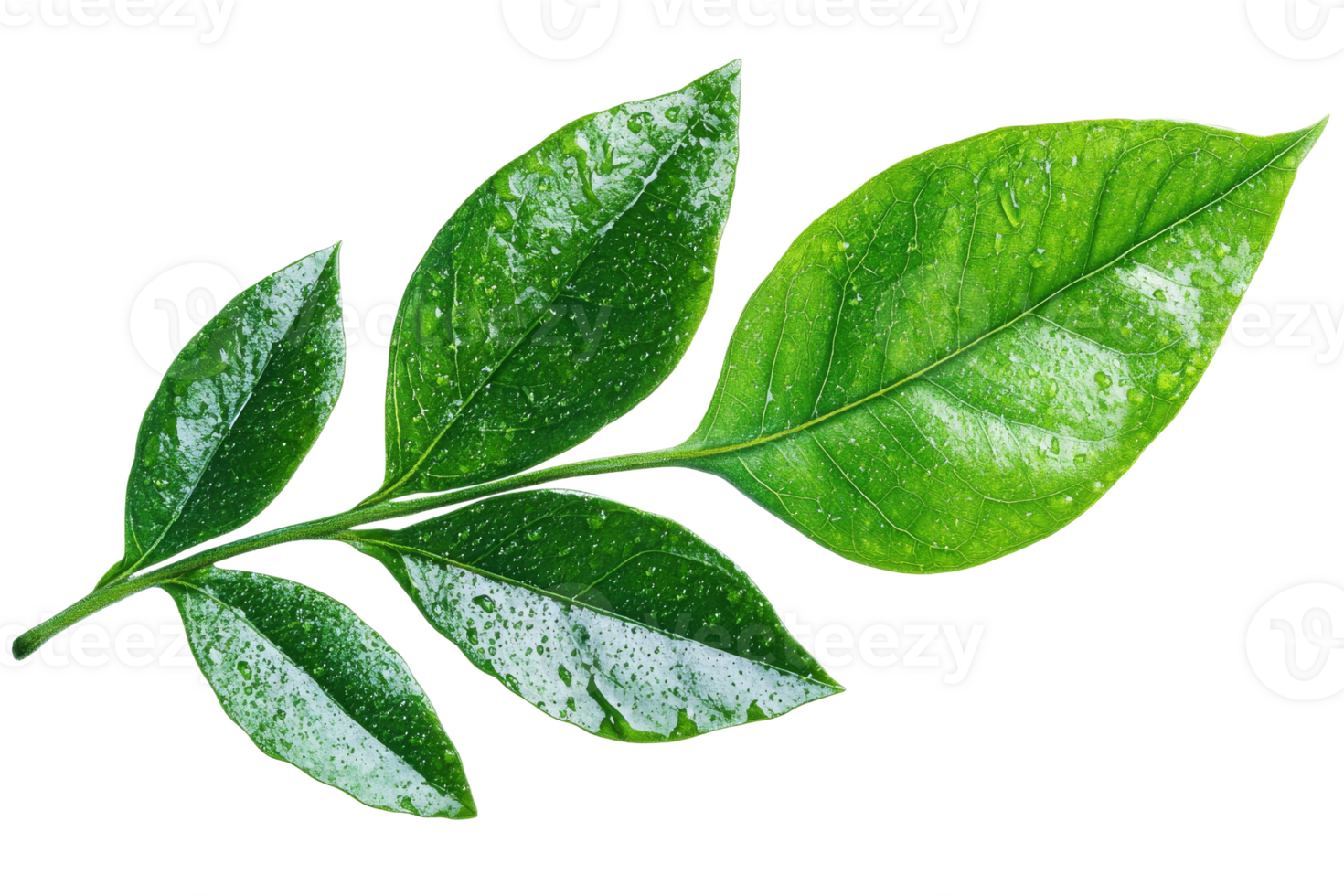 Green leaves with droplets on clear background png