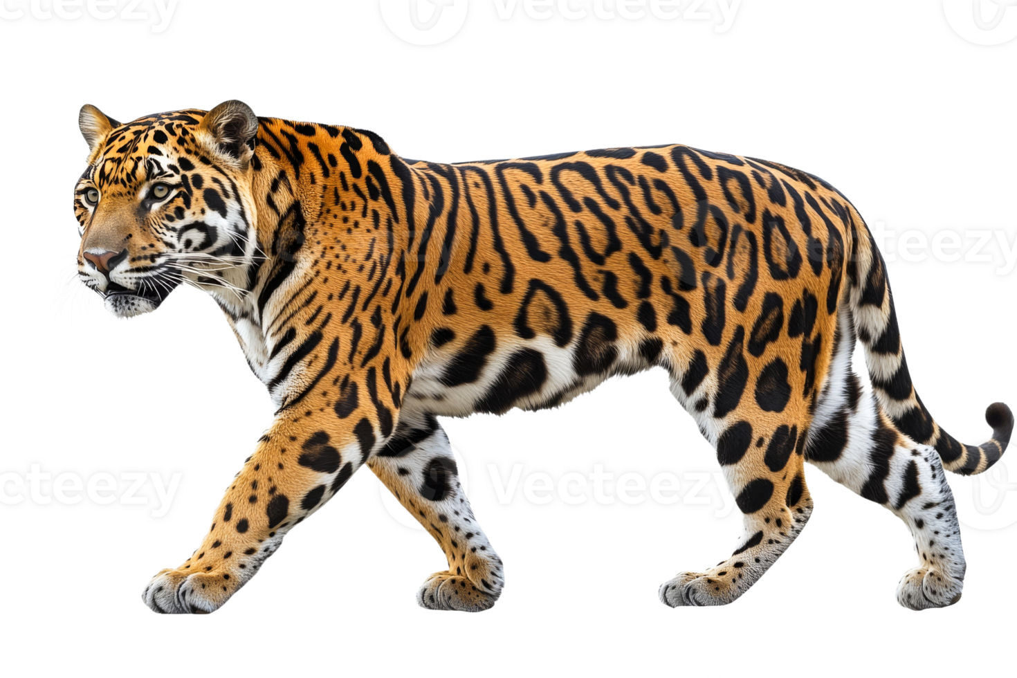 Jaguar walking in a natural pose with clarity png
