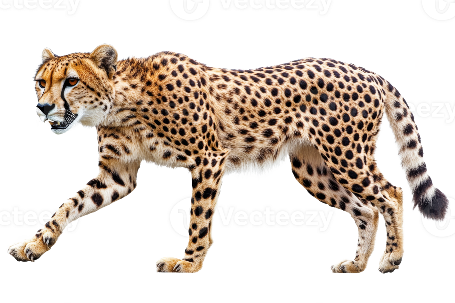 Cheetah walking with grace on a transparent background png