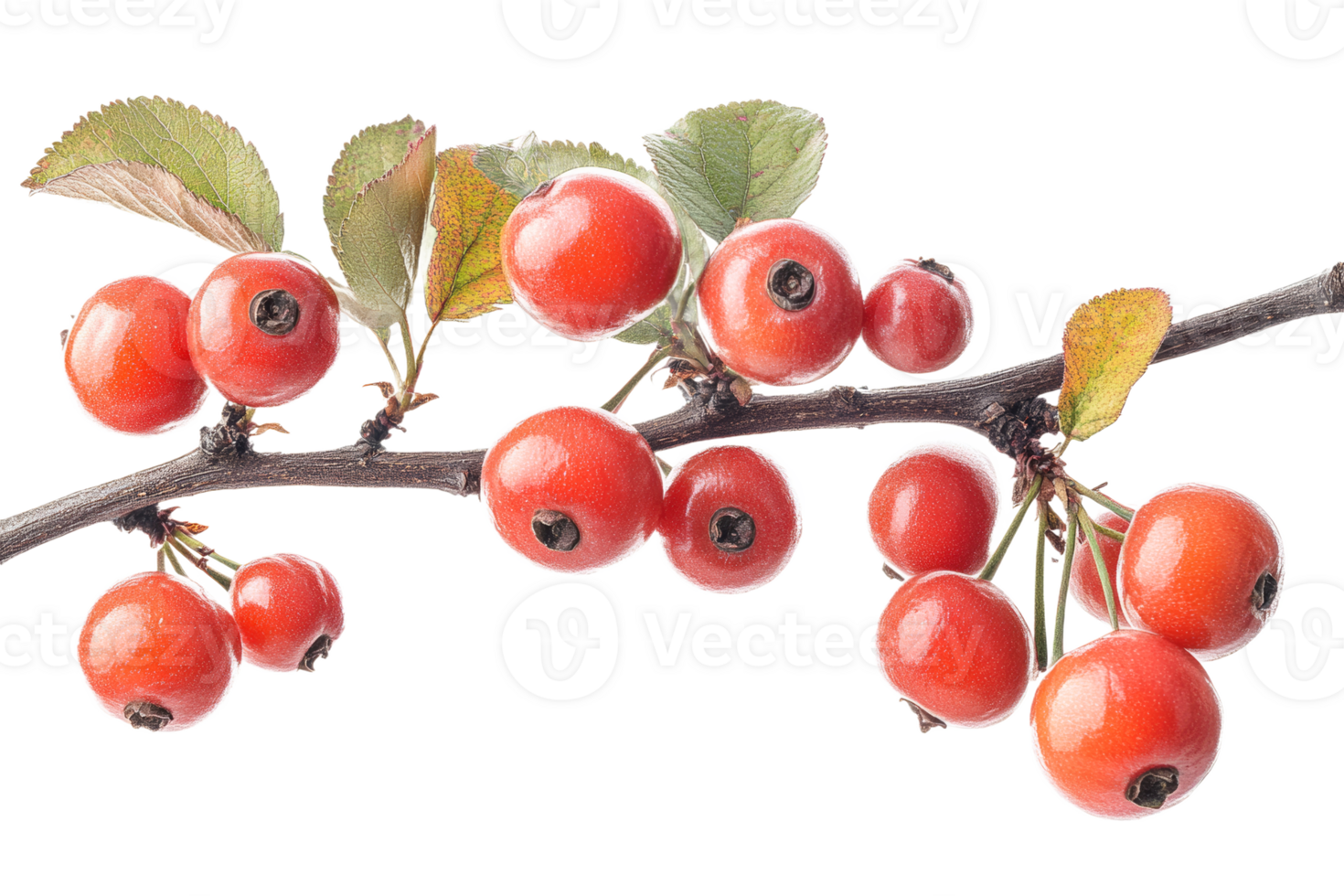 Red berries on a branch with green leaves png