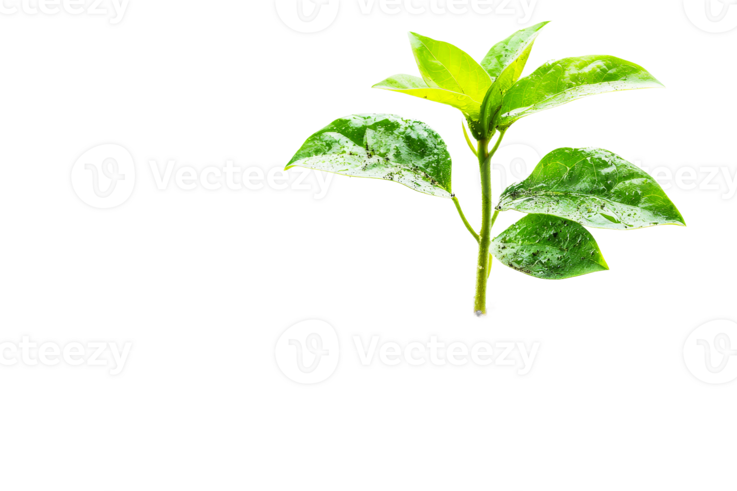 Green leaves from a young plant with fresh texture png