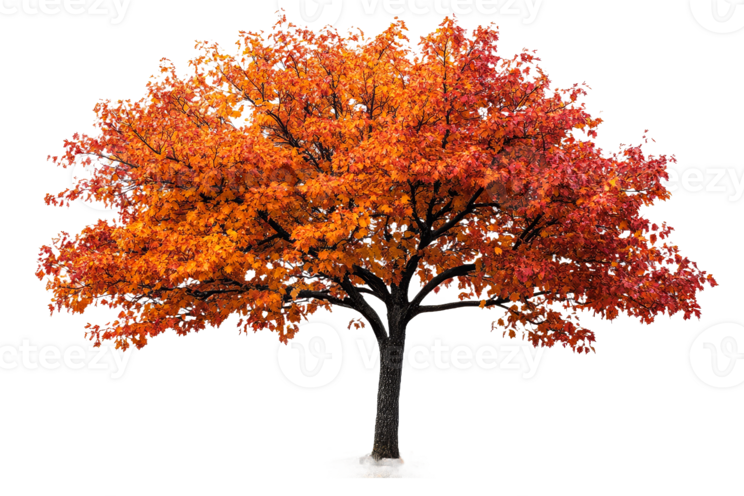 Vibrant autumn tree with colorful leaves in clear view png