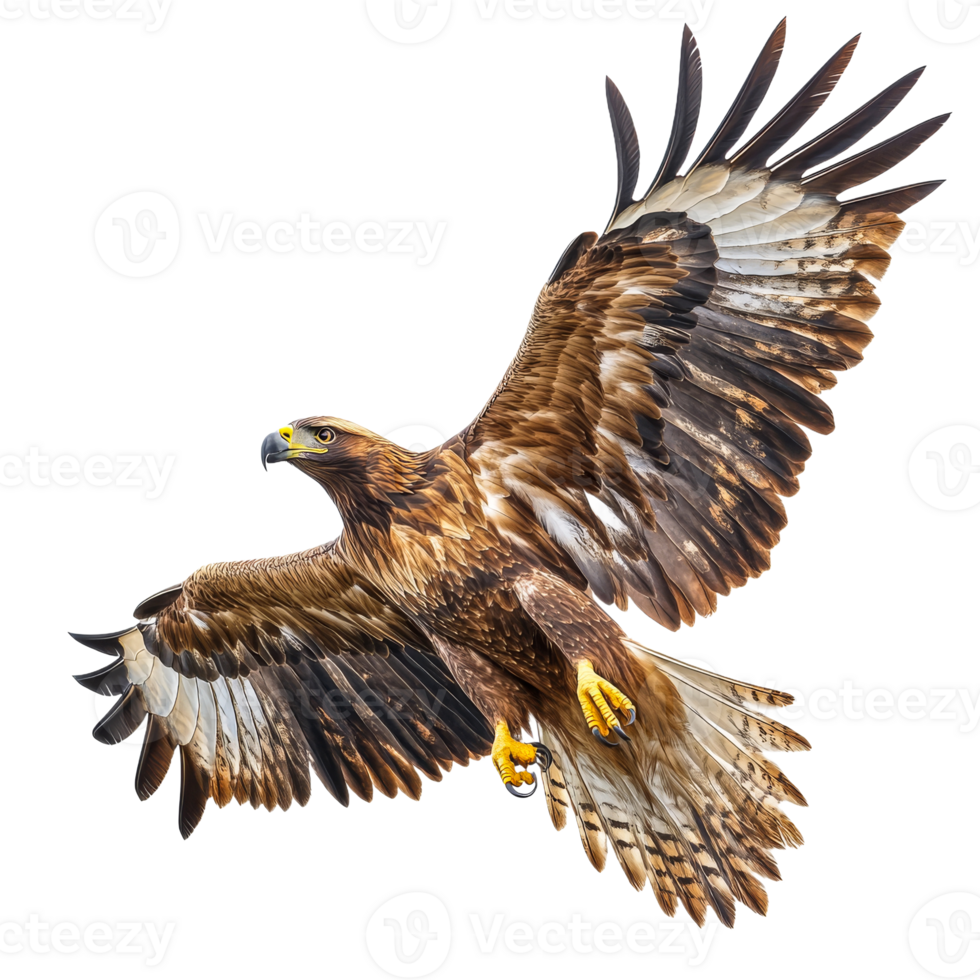Majestic eagle in flight with wings spread wide, cut out transparent png