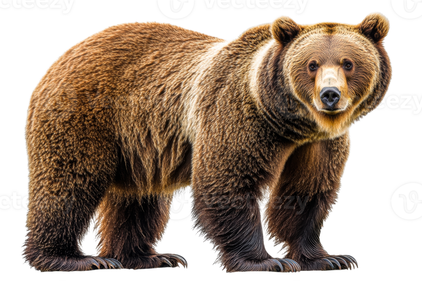 Brown bear standing with a curious expression png