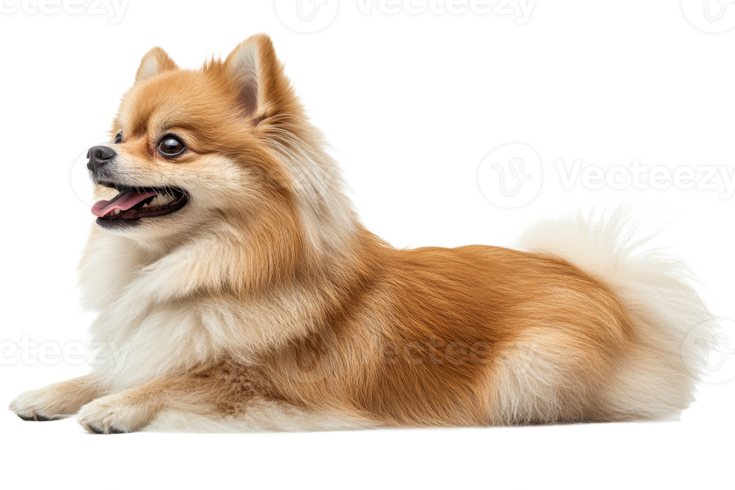 Pomeranian dog relaxing with joyful expression png