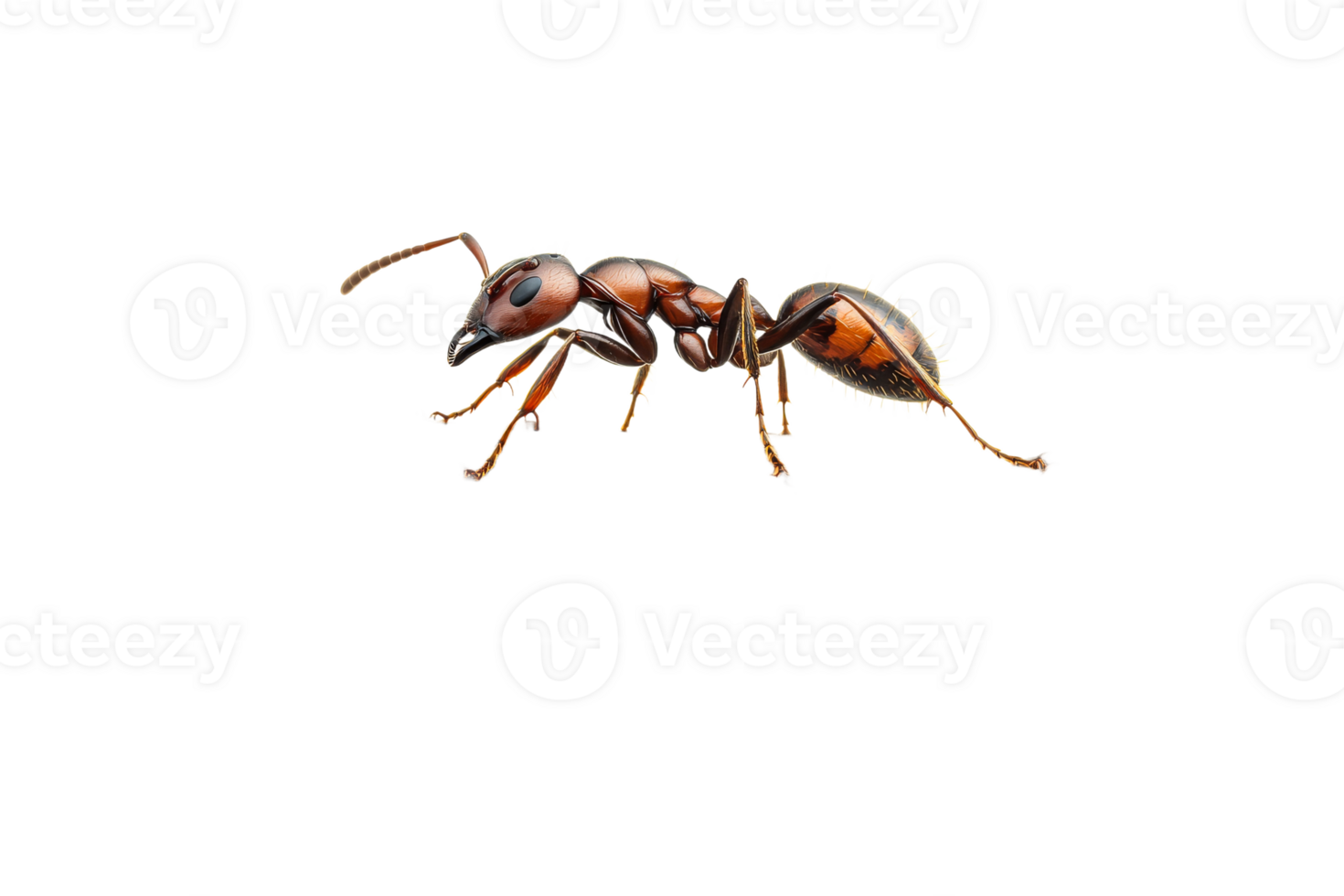 Detailed large ant on a transparent background png